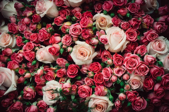 Many Roses