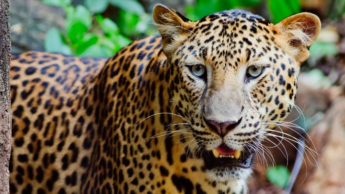 4K Leopard with Blue Eyes