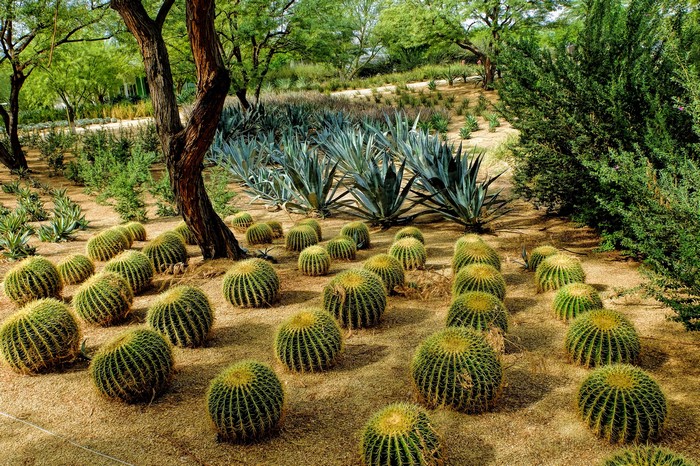 Desert garden with barrel cacti and agave plants