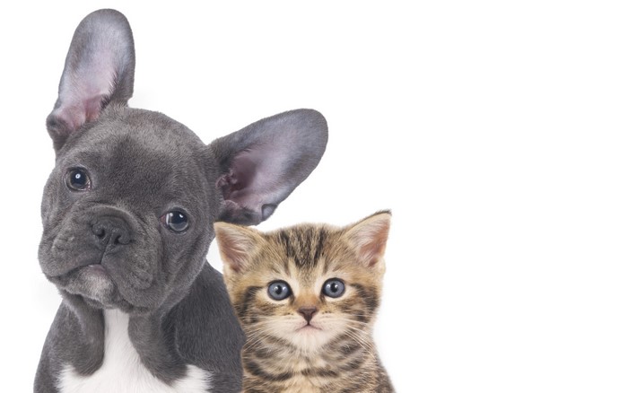 French Bulldog Puppy and Tabby Kitten on White Background