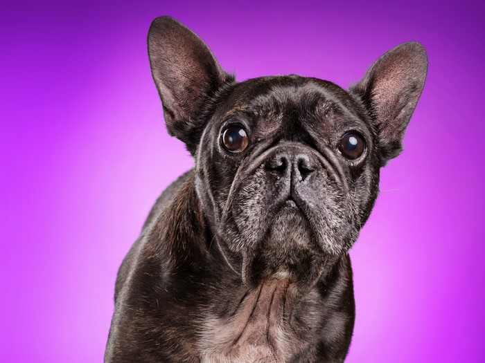 French Bulldog with Colored Background