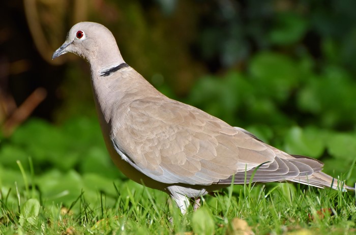 Eurasian Collared-Dove on Grass