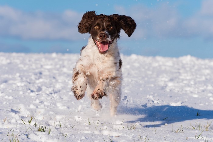 English Springer Spaniel Running in Snow