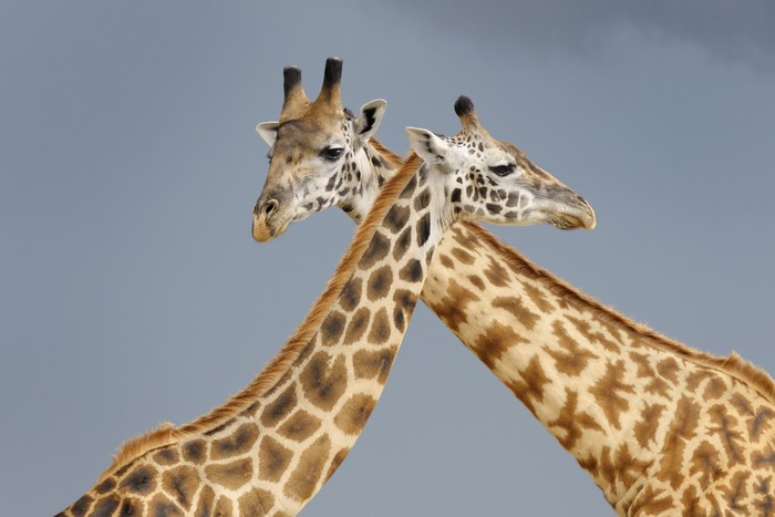Two Giraffes Against a Gray Sky