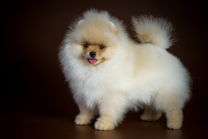 Cream Pomeranian dog standing on a brown background
