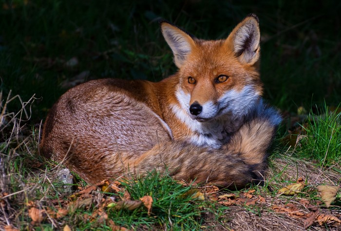 Red Fox resting in grass