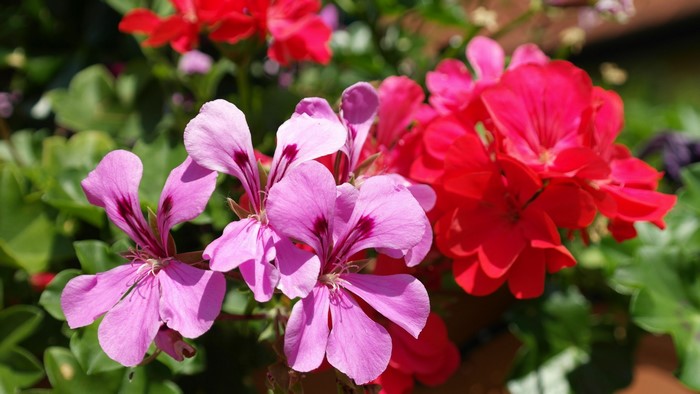 Close-up of pink and red geranium flowers