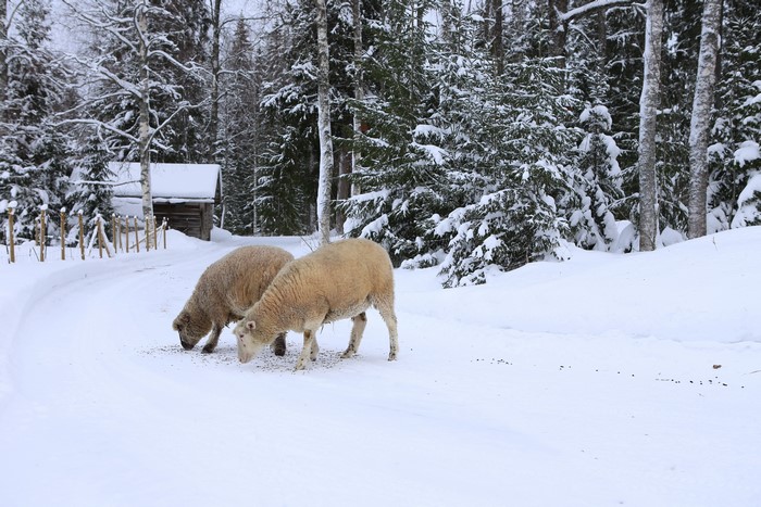 Two sheep in the snow