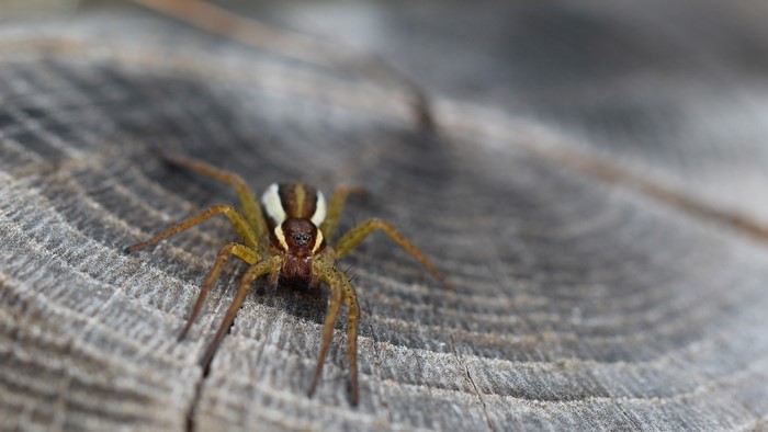 Spider on a wooden surface