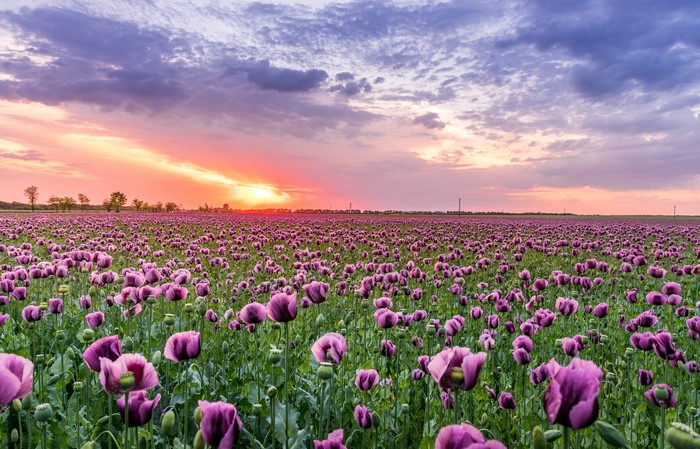Field of Purple Poppies at Sunrise