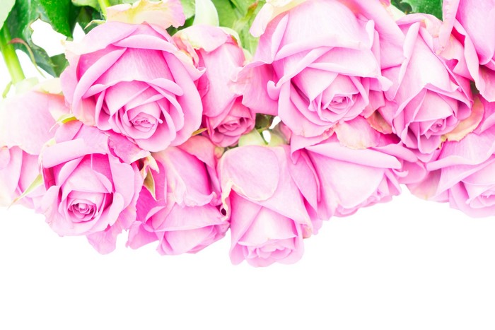 Pink Roses on White Background