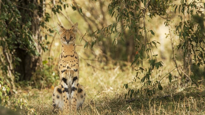 Serval sitting in tall grass