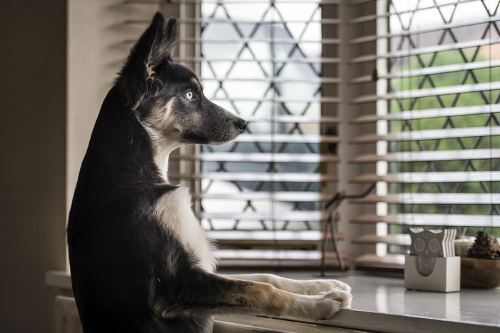 Dog looking out the window