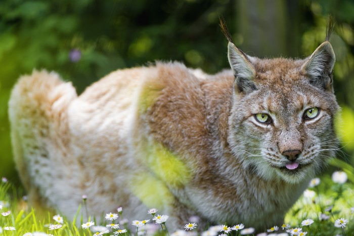 Lynx with tongue out in grass