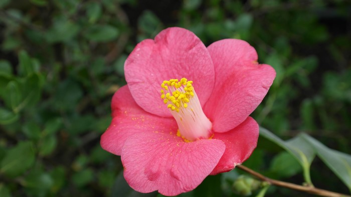 Pink Camellia flower with yellow stamens
