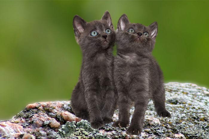 Two grey kittens looking up on a rock