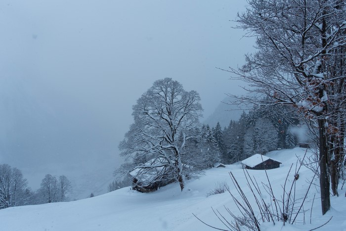 Braunwald, Switzerland Winter Snow Houses and Trees