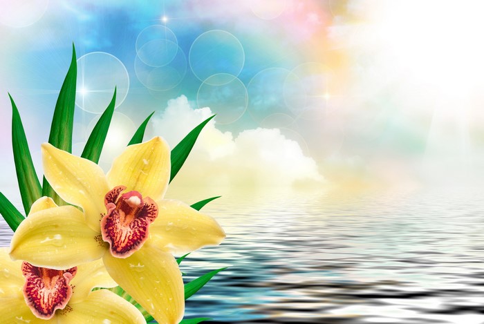 Yellow orchids reflected in water with a colorful sky