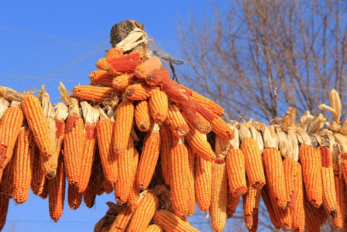 Corn drying on a rack against a blue sky