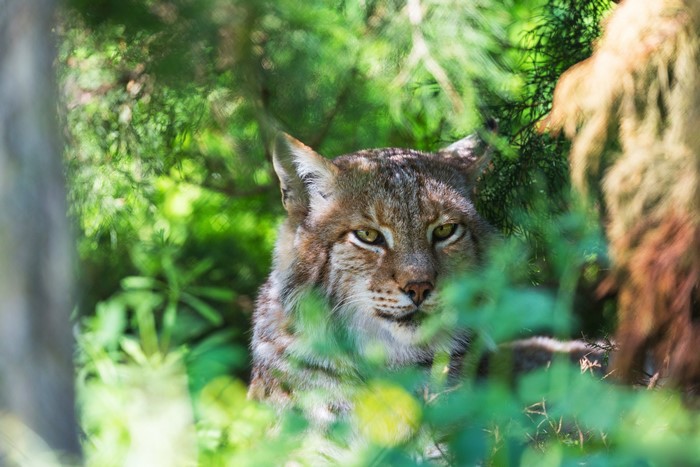 Lynx head peeking through foliage