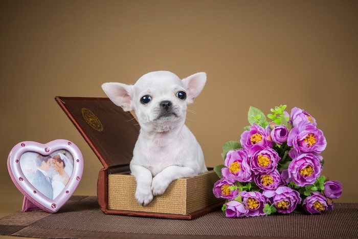 Chihuahua puppy in a book with flowers and photo frame