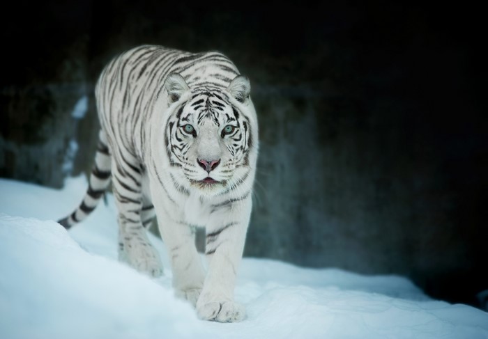 White tiger walking in snow
