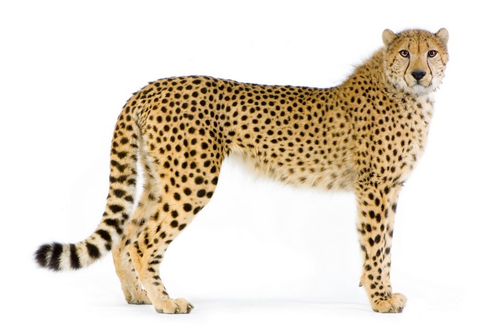Cheetah standing on a white background