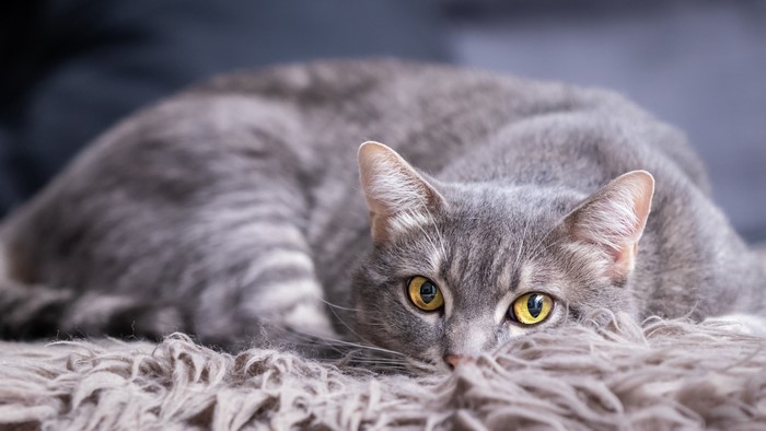 Grey tabby cat with yellow eyes
