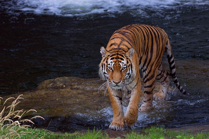 Tiger walking in water