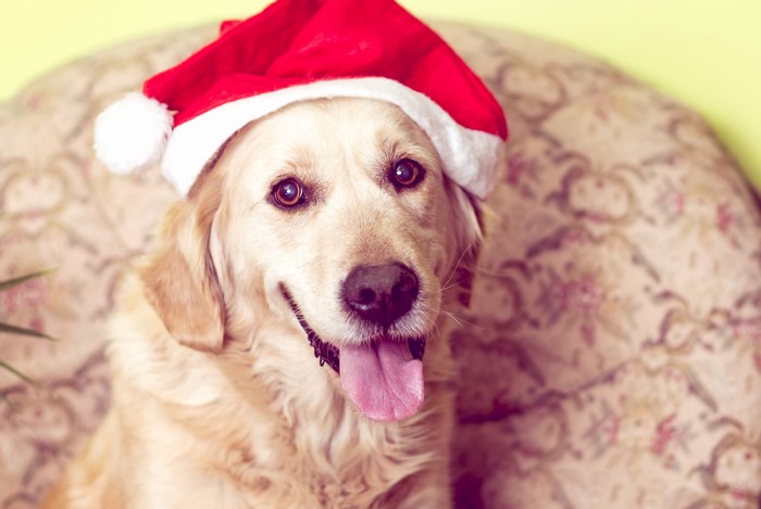 Golden Retriever wearing a Santa hat