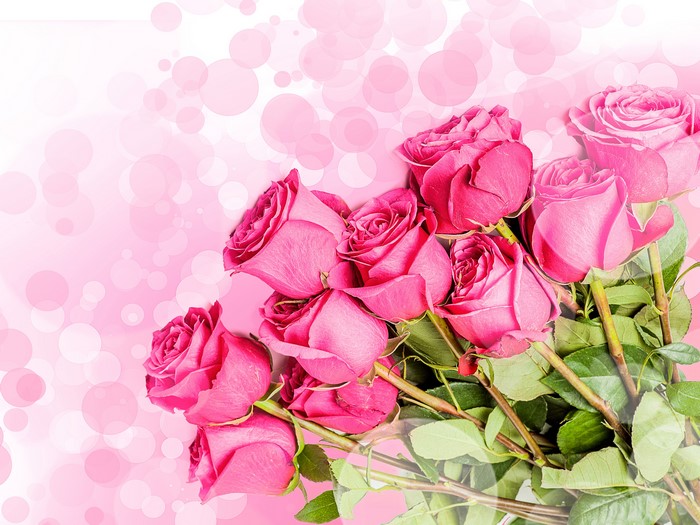 4K Pink Roses Closeup White Background
