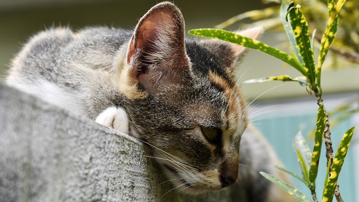 Cat resting on a wall
