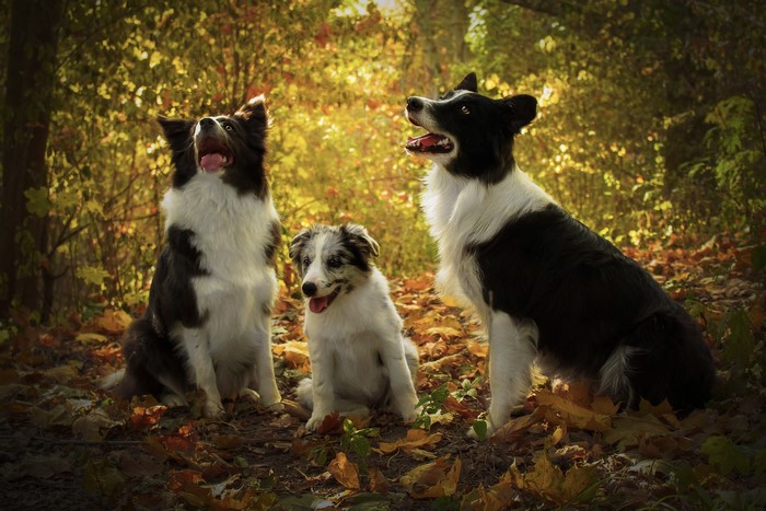 Three Border Collies in Autumn Forest