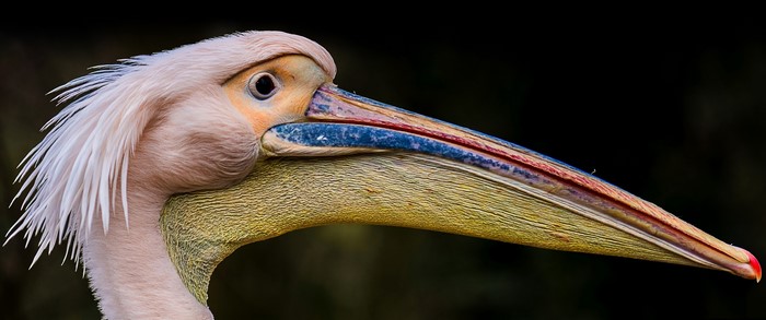 Close-up of a Great White Pelican's head and beak