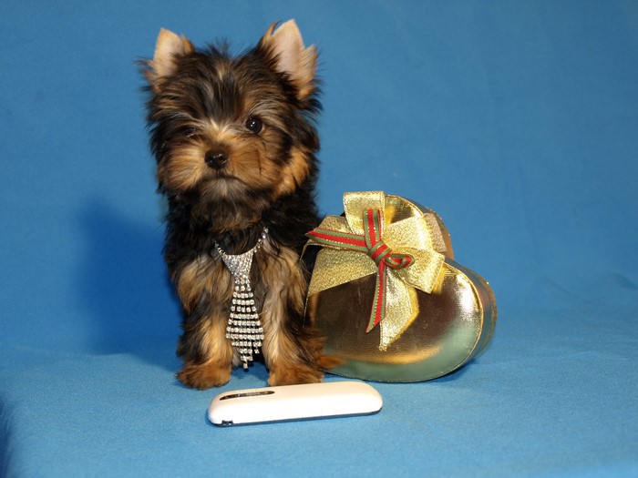 Yorkshire Terrier puppy with a jeweled tie and heart gift