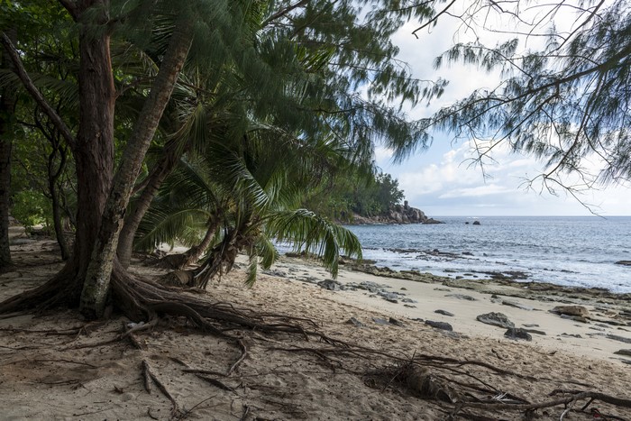 Police Beach Seychelles Tropics Coast Palms Beach
