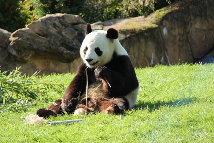 Panda sitting on grass eating bamboo