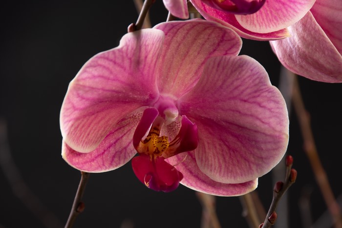 Pink Orchid Closeup