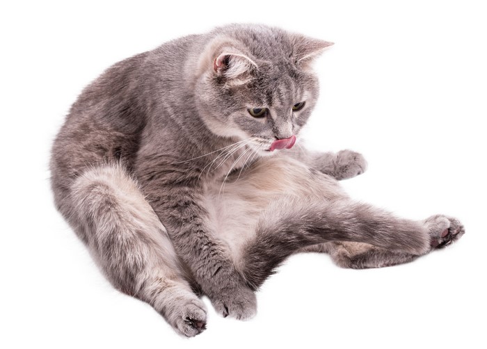 Gray cat licking its paw on white background