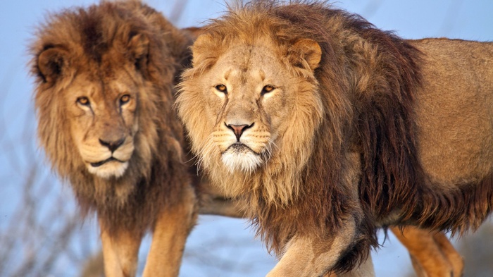 Two male lions with manes