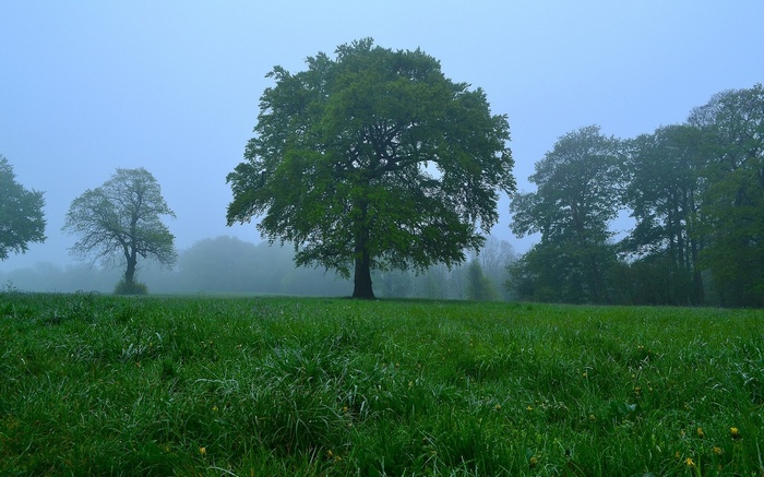 Misty morning with trees in a grassy field