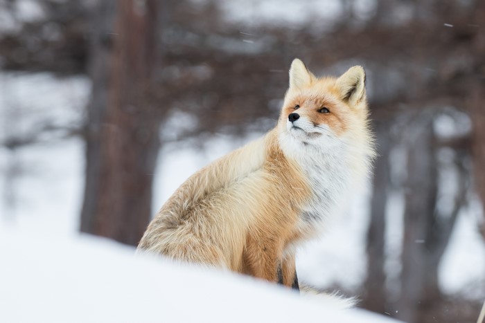 Fox in the Snow
