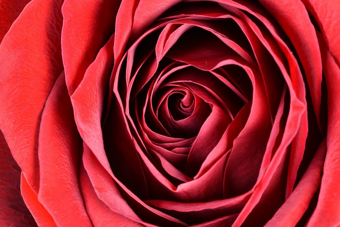 Macro shot of a red rose