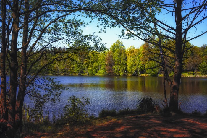 Lake surrounded by trees in autumn