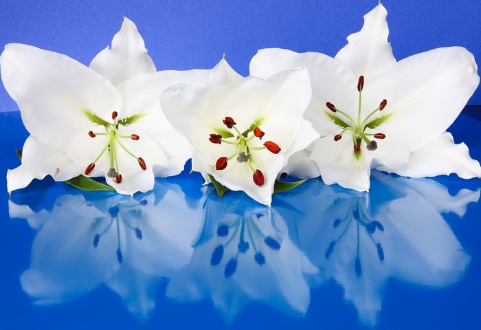 Three white lilies with reflections on blue background