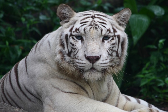White Tiger with Blue Eyes