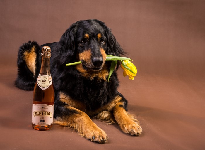 Black and Tan Dog Holding Yellow Tulip with Bottle