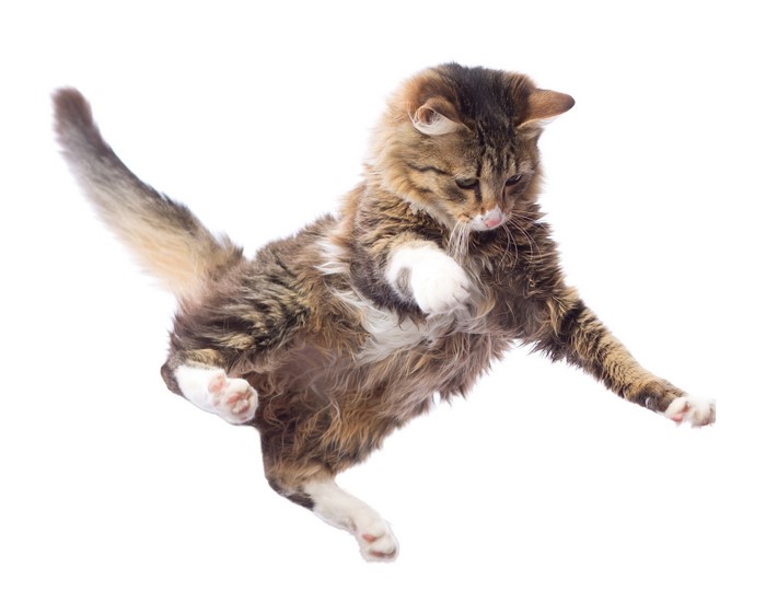 A tabby cat jumping with its tail up