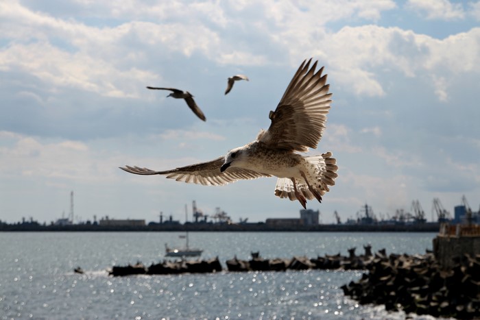 Seagulls flying over the sea with industrial background