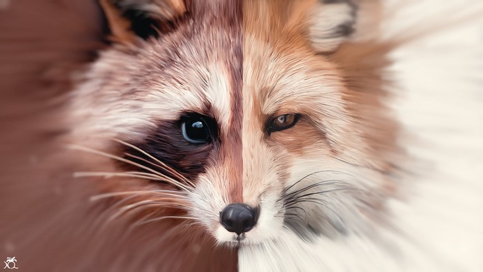 Painting of a Raccoon and Fox Face